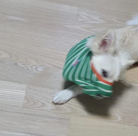 대길이가 속 썩이던 시절. 범상치 않다./사진=대길이 보호자 민서씨