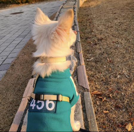 드라마 오징어게임이 유행하던 때, 456이 적힌 대길이 옷./사진=대길이 보호자 민서씨