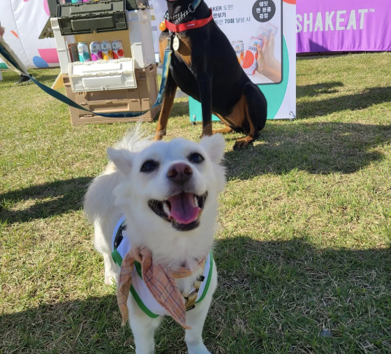 활짝 웃는 대길이. 민서씨 부부와 달리기를 실컷 한 뒤 한 컷./사진=대길이 보호자 민서씨