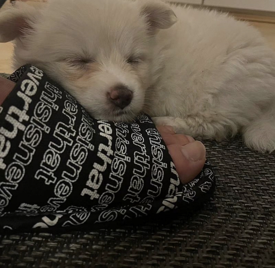 태어난지 얼마 되지도 않은 이 작은 강아지를 길에 버린 거였다. 첫번째 임시보호자 집에서 보호 받던 대길이(당시 이름은 솔잎이). 슬리퍼에 고개를 얹고 곤히 잠들었다./사진=대길이 보호자 민서씨