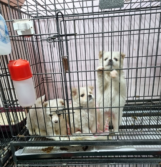 유기견 보호소에 있을 때 대길이(솔잎이)와 풀잎이, 꽃님이. 셋이 함께 버려져 있었다./사진=대길이 보호자 민서씨