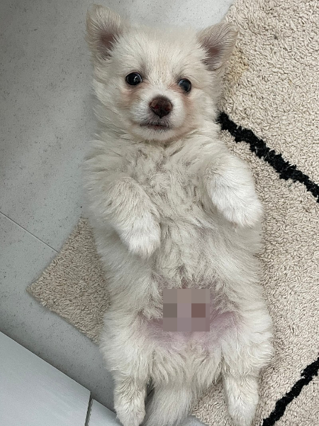 대길이의 꼬물이 시절. 첫번째 임시보호를 했을 때 발라당 뒤집은 모습. 견권 보호를 위해 중요한 부분은 모자이크를 했다./사진=대길이 보호자 민서씨