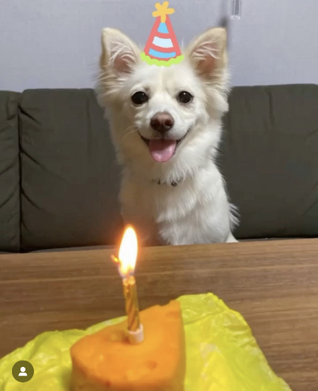 몇 달의 기다림 끝에 가족이 생기던 날. 케이크에 초를 꽂고 축하하며. 얼마나 기쁜 일일지 모르겠다./사진=대길이 두 번째 임시보호자님(@puding_diary)