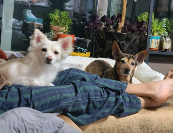 민서씨가 원래 키우던 강아지 대추(오른쪽)와 대길이(왼쪽). 둘이 닮아서 한눈에 반했단다./사진=대길이 보호자 민서씨