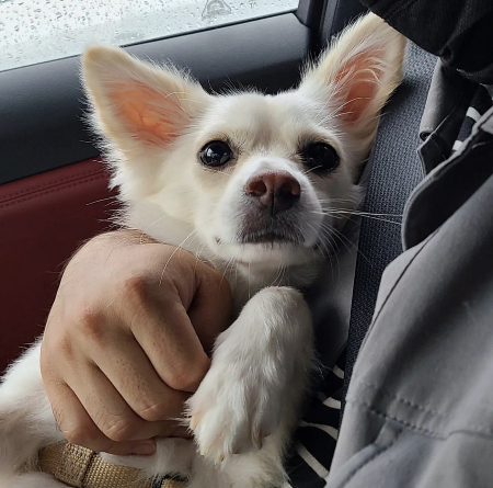 대길이 입양을 반대하던 대길이 형(민서씨 남편) 근황./사진=대길이 보호자 민서씨