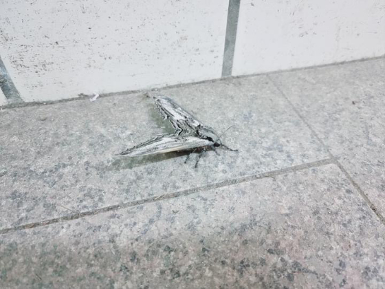 인간 위주의 세상엔, 자연에서 살아가는 존재들이 길을 잃기가 쉽다. 터널 안에 갇혀 있던 박각시나방./사진=박각시나방 친구 현주씨