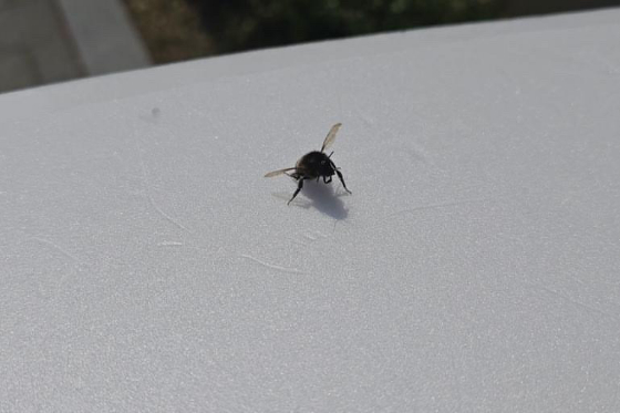 횡단보도 위에서 기어다니고 있던 작은 호박벌./사진=호박벌 친구 현주씨