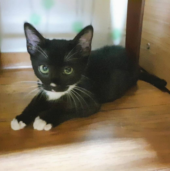 하교 길에 온몸이 똥범벅이 돼 파리가 꼬여 있던 아기 고양이. 바닥에 쓰러져 있는 걸 발견하곤, 처음엔 죽은 줄 알고 한쪽으로 치워주려 다가갔었다. 그런데 현주씨를 보더니 울면서 기어왔다. 병을 다 치료해주고 가족으로 맞아주었다./사진=아기 고양이 친구 현주씨