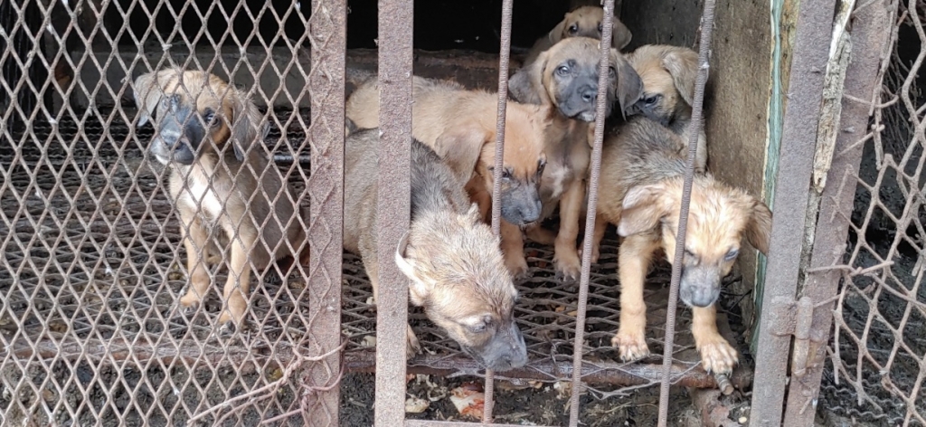 새끼를 낳게 하고 여기서 또 고기가 되기 위해 길러진다. 대부분 음식물 쓰레기를 먹고 8~9개월간 자란다. 그리고 도살된다. 끝없는 반복이다./사진=동물보호활동가 박성수씨