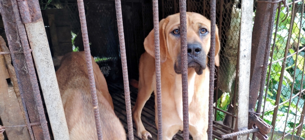 개들도 표정이 있다. 눈빛엔 많은 마음이 담겨 있다. 그걸 읽는 이들이 있고, 외면하는 이들도 있다./사진=동물보호활동가 박성수씨