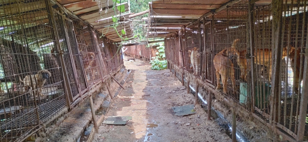 죽을 때가 되어서만 나올 수 있는 곳, 불법 개농장./사진=동물보호활동가 박성수씨