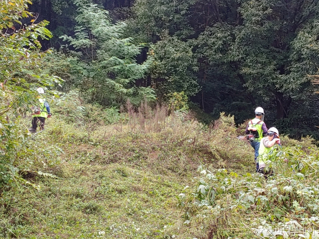지난 26일 경기 포천시 신북면 기지리의 야산 속 묘. 포천시산림조합이 벌초 도우미 의뢰를 받고 이날 오전 벌초를 진행하고 있다./사진=정세진 기자 