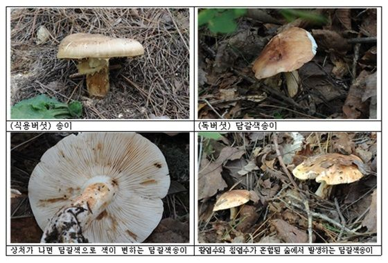 송이 1종과 담갈색송이 특징 3종 사진