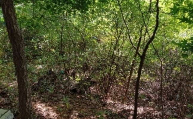 평창동 16-3 임야 전경. /사진=뉴스1(지지옥션)