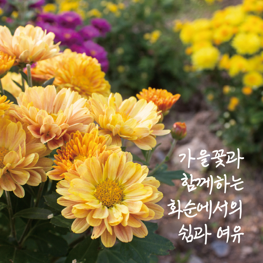 화순군이 가을 꽃 향연인 ‘2023 화순 고인돌 가을꽃 축제(국화 향연)’ 준비에 박차를 가하고 있다.화순 고인돌 가을꽃 축제 홍보이미지./사진제공=화순군