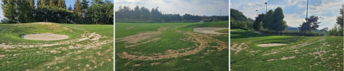 ▲거의 매홀 페어웨이 잔디가 죽어 모래를 뿌려놨다. 특히 벙커 주변과 카트길 주변의 상태가 심각해 보인다./사진=임윤희 머니투데이 기자