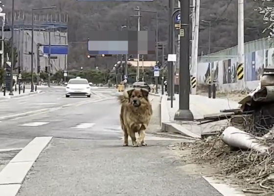 앞다릴 절룩대며 차도에서 위태롭게 버티던 강아지 이쁜이. 차를 타고 가다 혜민씨는 이쁜이를 우연히 봤다. 선택지는 두 개였다. 모른척하는 것과, 내려서 바라보는 것. 혜민씨는 후자를 택했고, 그 덕분에 이쁜이 삶도 많은 게 달라졌다./사진=혜민씨 제공