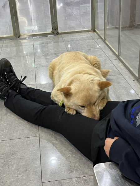 보호해주는 유일한 존재가, 자신을 잡아먹으려 한 주인이었던 보리. 그런 보리가 다리 사이에 얼굴을 묻는다. 온기를 나눈다. 기댈 곳을 찾고 고단함을 잠시 잊는다./사진=혜민씨 제공