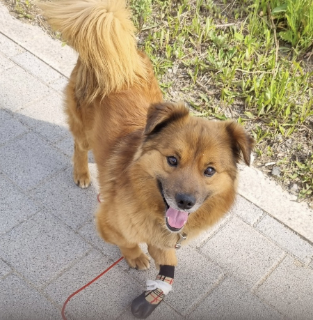 앞발을 치료한 뒤 환히 웃고 있는 이쁜이./사진=혜민씨 제공