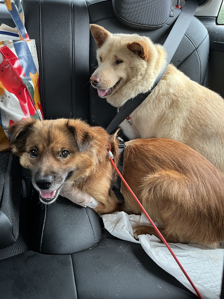 차 뒷좌석에서 쉬고 있는 이쁜이와 보리./사진=혜민씨 제공