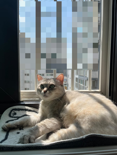 햇볕을 쬐고 있는 써스컷의 안온한 시간./사진=써스컷을 사랑하는 언니 심서하님