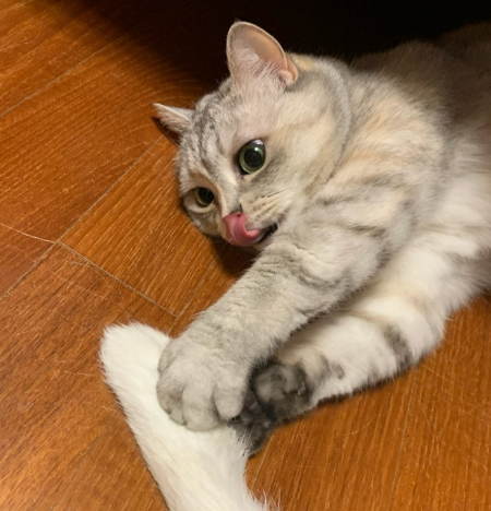 꼬릴 잡고 장난치는 써스컷. 사랑스러운 작은 존재./사진=써스컷을 사랑하는 언니 심서하님