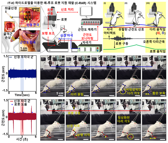 쥐를 활용한 동물실험. / 사진=기초과학연구원(IBS)