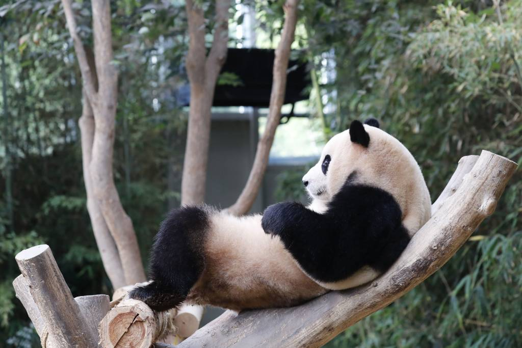 [용인=뉴시스] 최동준 기자 = 12일 경기 용인시 에버랜드 동물원 판다월드에서 푸바오가 당근과 대나무를 먹은 뒤 나무에 올라 휴식을 취하고 있다. 2023.10.12.