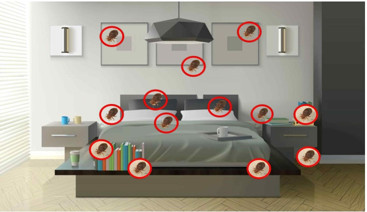 집안에서 빈대가 좋아하는 곳. /사진=질병관리청