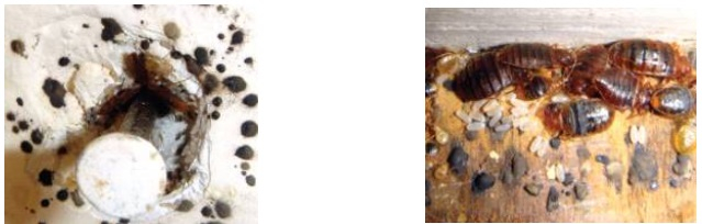 빈대의 부산물 및 배설물이 남긴 흔적. /사진=질병관리청