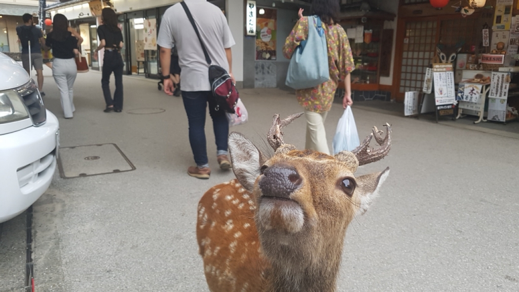 미야지마 오모테산도를 자유롭게 다니는 사슴.