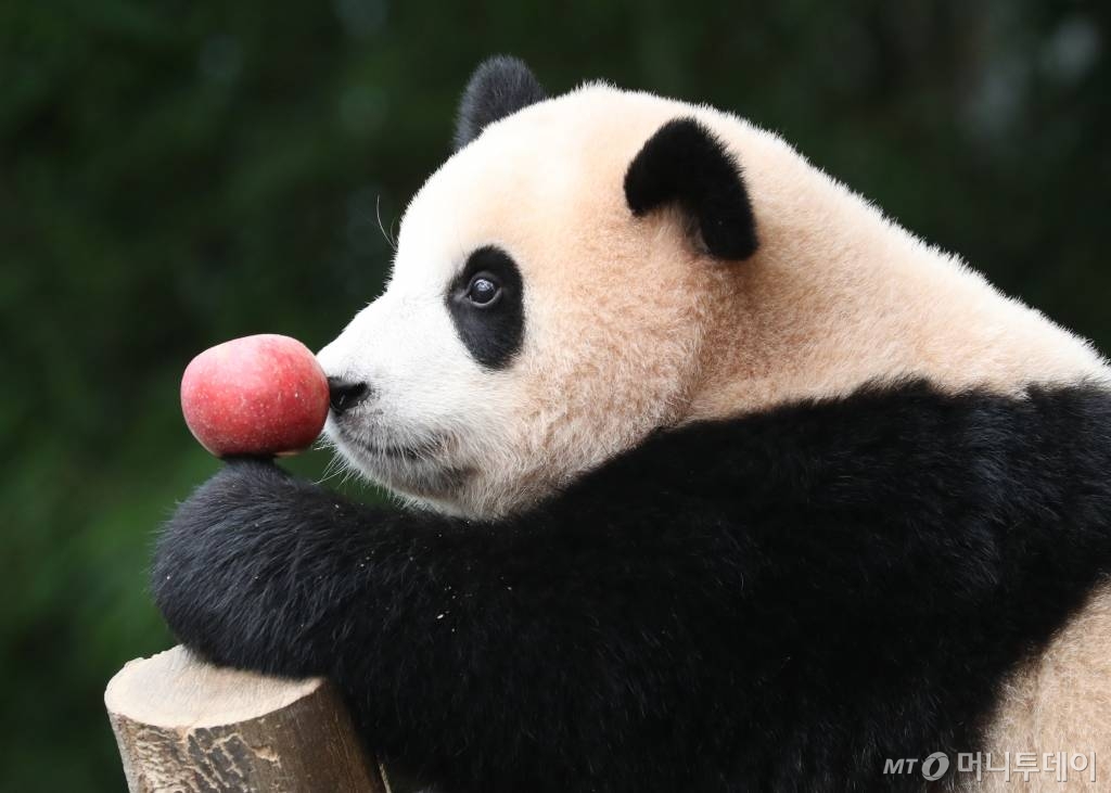 국내 최초의 아기 판다 '푸바오'가 첫돌을 맞이한 20일 오전 경기도 용인시 처인구 에버랜드 판다월드에서 푸바오가 먹이를 먹고 있다. 에버랜드는 이날 오전 푸바오의 첫 생일을 축하하는 랜선 돌잔치를 열고 일반 고객 초청 없이 판다월드 개장 전에 동물원 일부 직원들만 참석한 가운데 진행됐다. 2021.7.20/뉴스1 /사진=뉴스1