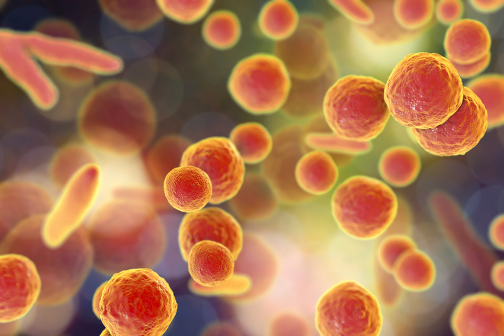 마이코플라스마 폐렴을 유발하는 박테리아(마이코플라스마 폐렴균) 이미지. 