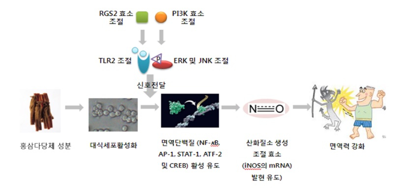 홍삼 다당체 성분이 면역 개선에 미치는 신호전달체계. / 그림제공=조재열 교수 