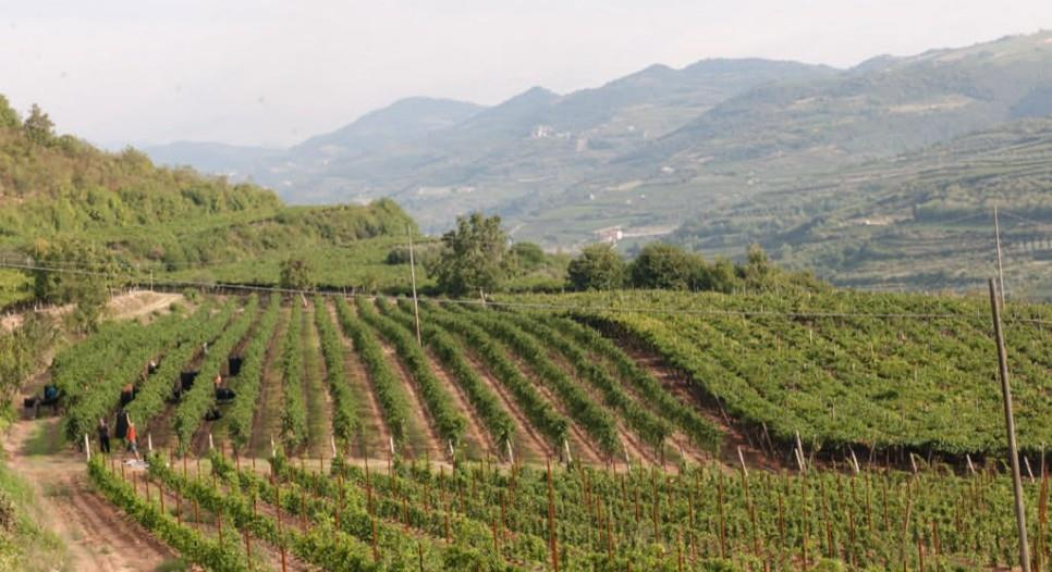 베네토 와인 산지/사진제공=에프엘코리아 수입사