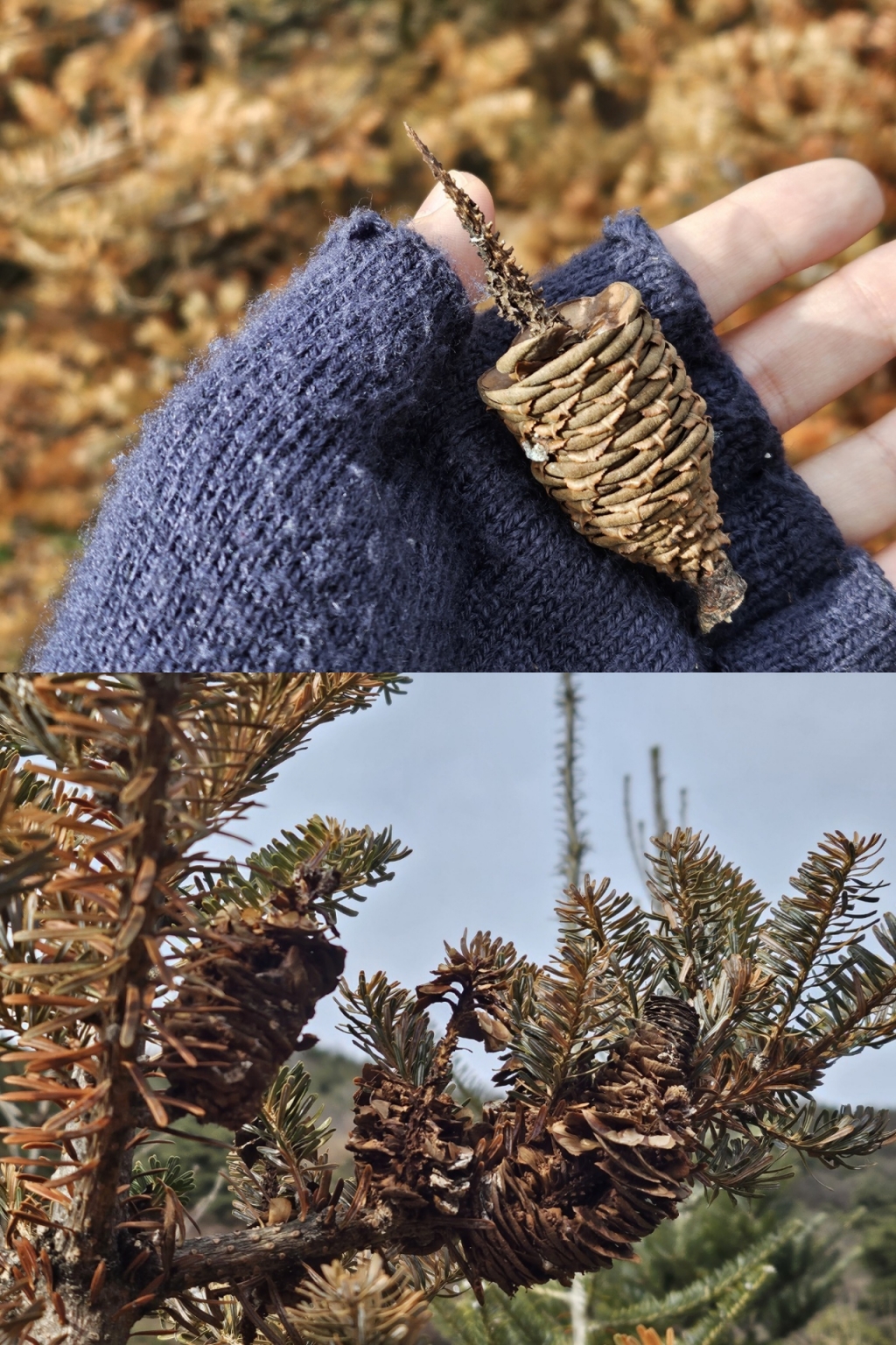 건강한 구상나무의 열매(위쪽 사진)와 달리 고사한 구상나무의 열매(아래쪽 사진)는 벌레가 파먹은 듯 갉아파내진 모습이었다./사진=이승주 기자