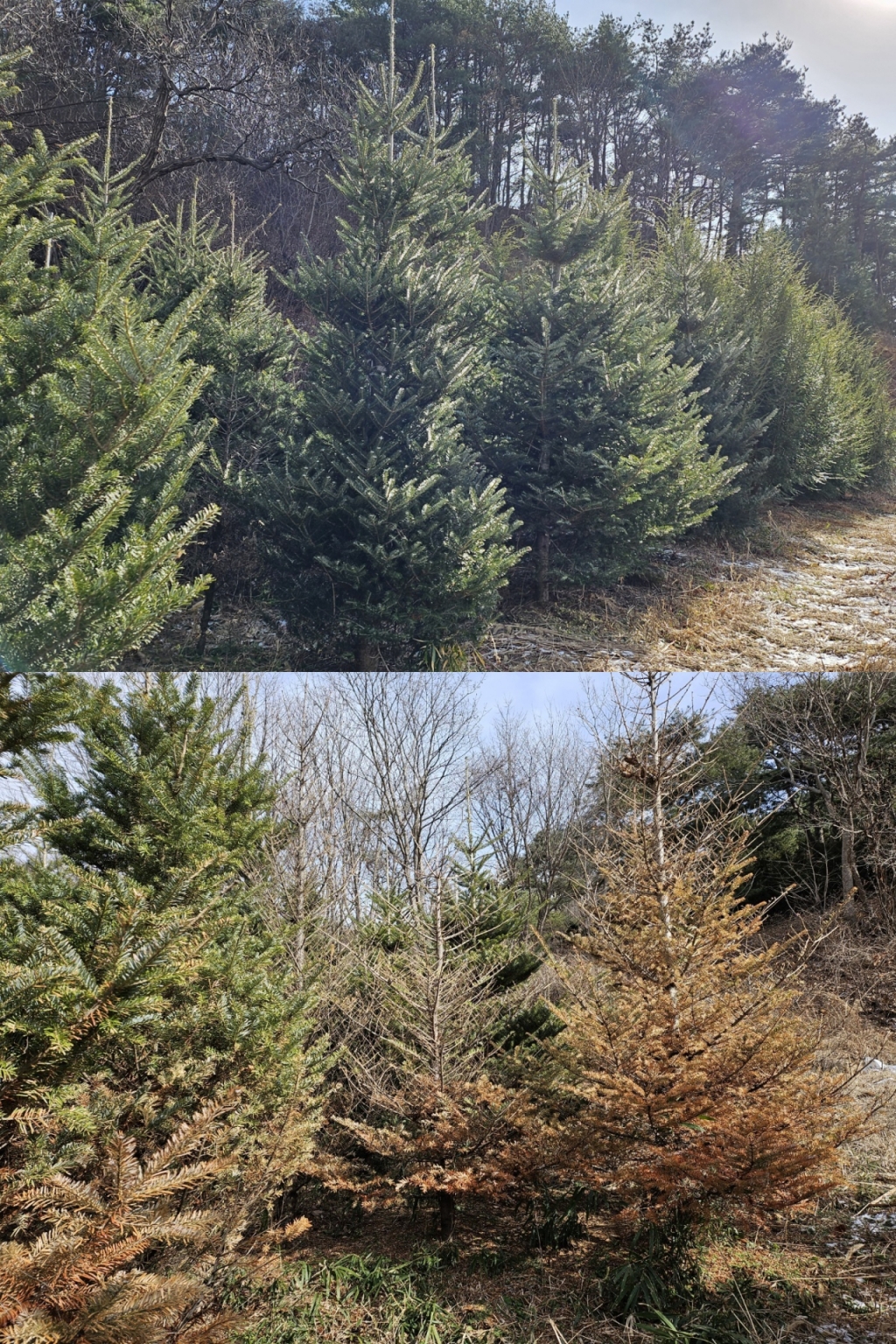 건강한 구상나무의 경우 잎 앞면은 진한 초록색이고 뒷면은 은색으로 빛난다. 하지만 고사하는 과정에서 잎은 붉게 물들고 이후에는 잎과 나무 껍질이 모두 떨어져 하얀색으로 변한다.