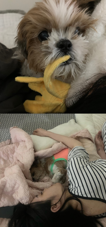 뜨거운 여름, 많은 비가 내리던 날. 휘동이가 무지개다리를 건너가던 날, 누나의 시간도 멈췄다. 털의 감촉과 안온한 내음과 뚫어질듯 바라보는 눈빛. 그 모든 게 사라진 날./사진=독자 제공