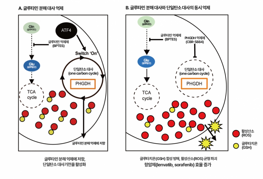 글루타민 분해 대사만 억제했을 경우 단일탄소 대사기전을 활성화하여 암세포가 생존했으나(A), 글루타민분해효소와 단일탄소 대사를 동시에 억제했더니 활성산소 균형이 무너져 암세포가 사멸하고 항암제 치료 효율이 증가했다(B)./자료=연세의대·강남세브란스병원 공동 연구팀