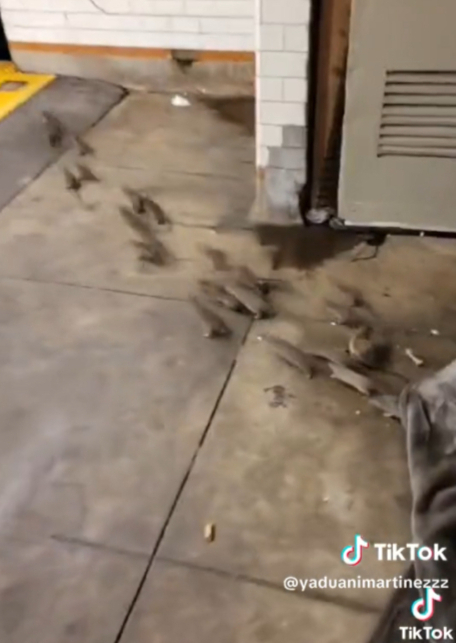 미국 뉴욕의 지하철에서 쥐 떼가 목격돼 충격을 주고 있다. /사진=틱톡 계정 'six4bk718'