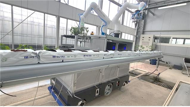 스마트팜에서 자율주행하면서 모종을 옮겨 심고 있는 정식로봇/사진=생기연