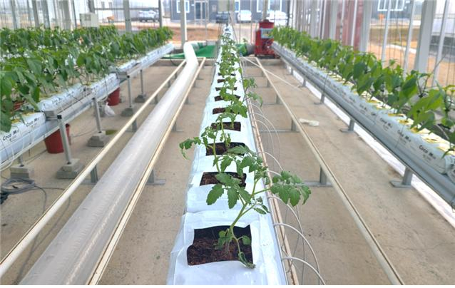 [사진3] 모종 정식 결과