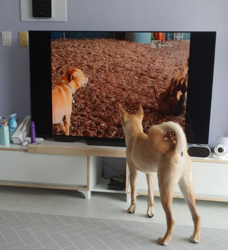 친구야, 거기 있지 말고 나랑 놀자. TV 속 개를 빤히 바라보는 홍삼이./사진=홍삼이 보호자님