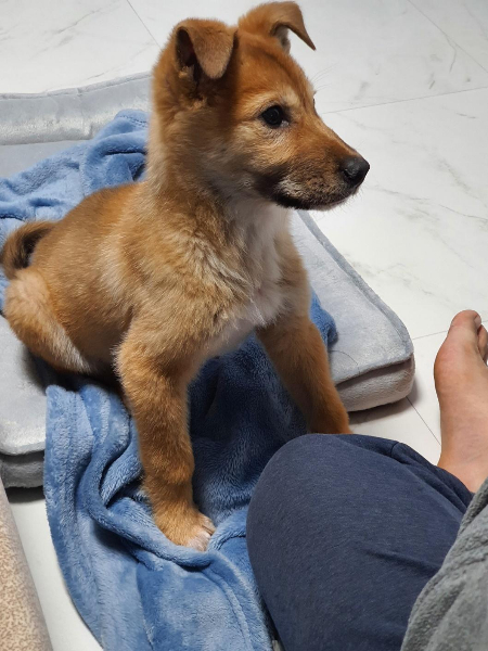 자그마한 몸으로 그 독하고 무섭다는 홍역을 이겨낸 강아지, 홍삼이. 그리 힘든 병을 이겨냈는데, 맞아줄 가족 하나 없어 안락사가 예정돼 있었다./사진=홍삼이 보호자님