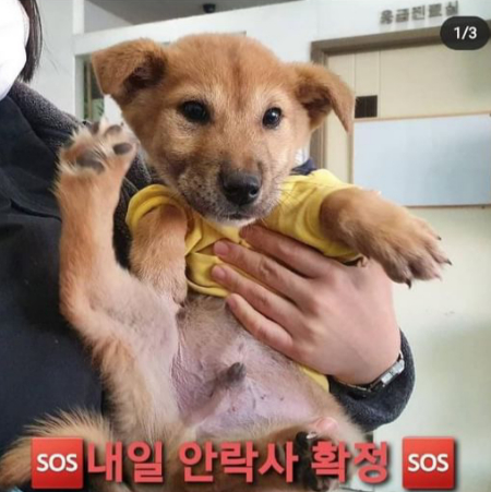 SNS에서 자주 보이는 '안락사 확정'이란 유기견 공고 글. 홍삼이도 그 대상이었다. 끊임없이 버려지고, 끊임없이 들어오기에. 입양갈 때까지 기다려줄 수 없을 정도로. 쉽게 데려와 쉽게 버리는 시스템은 여전하다./사진=홍삼이 보호자님