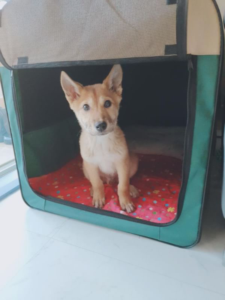 어쩐지 긴장한듯한, 작았던 홍삼이의 모습. 그래도 가족이 생겼으니 점점 좋아질 거였다./사진=홍삼이 보호자님