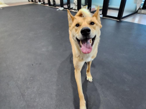 사랑 받으면 이리 웃을 수 있게 된다. 유기동물 이야기를 쓰며 배운 틀림 없는 한 가지는 바로 그거였다. 저마다 시간이 다르더라도 다 그랬다./사진=홍삼이 보호자님