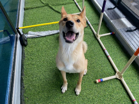 홍삼아, 기분 좋구나. 살아서 웃을 수 있어서 나도 참 좋다./사진=홍삼이 보호자님