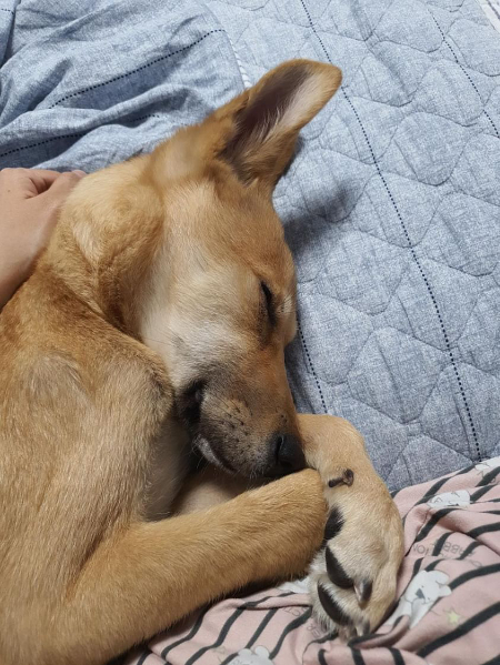 잘 놀고 코오 잠든 홍삼이. 사랑스럽다./사진=홍삼이 보호자님