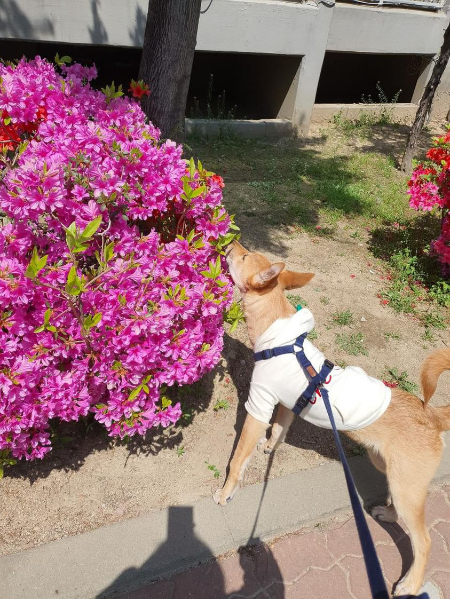 봄엔 진달래꽃을 보고 내음을 맡고. 세상엔 누려야 할 아름다운 게 이리 가득한데, 길에서 태어나 고생만하다 안락사를 당할뻔했단 게. 안도가 되면서 슬프다. 슬픈 건, 지금도 어디선가 버려지고, 가족을 못 만나 죽어가고 있단 걸 알기에./사진=홍삼이 보호자님